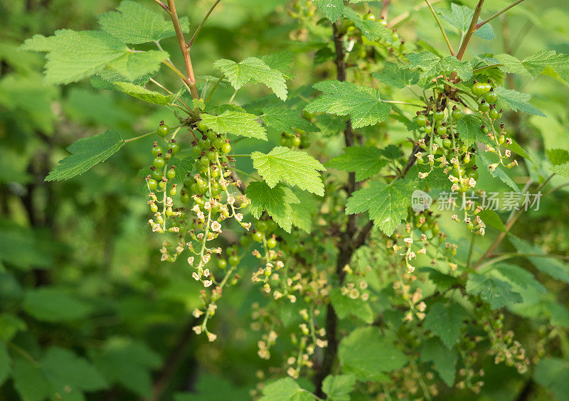 花园里盛开的红醋栗花