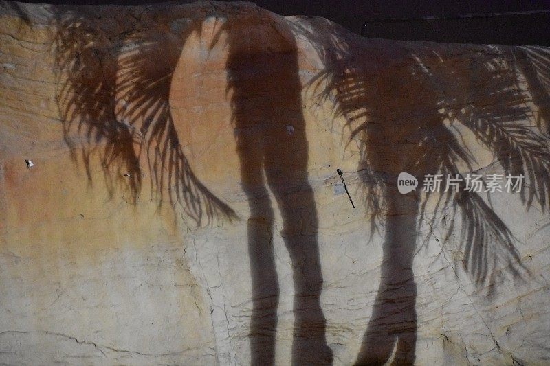 晚上石头上有棕榈树的影子