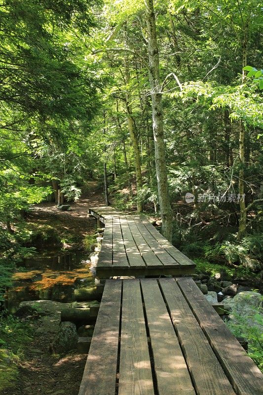 木板路在森林，阿迪朗达克山森林，纽约