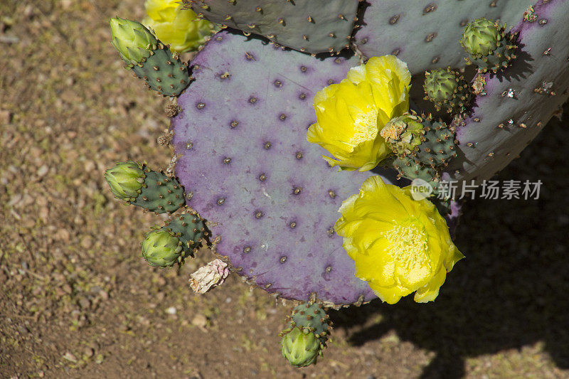 仙人掌开花