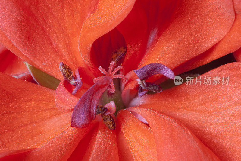 一种红色天竺葵花的花药和柱头。
