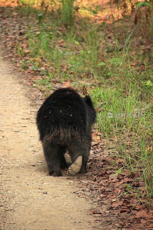尼泊尔奇旺国家公园的树懒熊