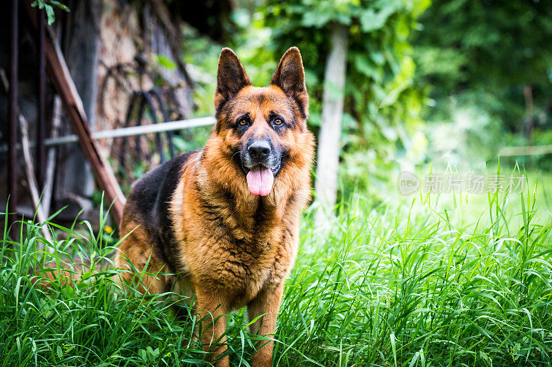 德国牧羊犬的肖像户外花园