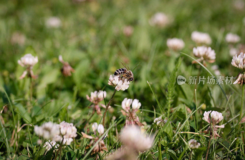 蜜蜂在花上采集花蜜