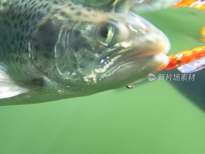 钩虹鳟鱼游泳与橙色诱饵