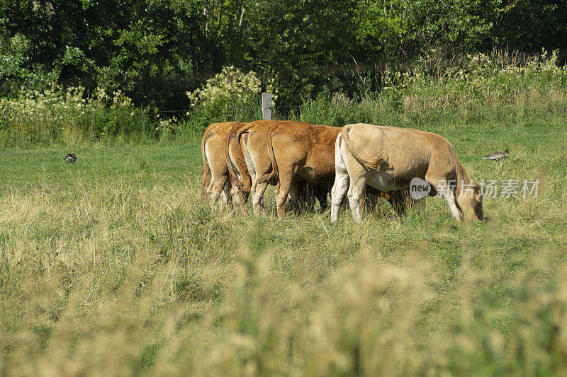 德国北部牧场日落时的奶牛