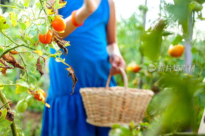 拿着篮子收割樱桃番茄的女孩