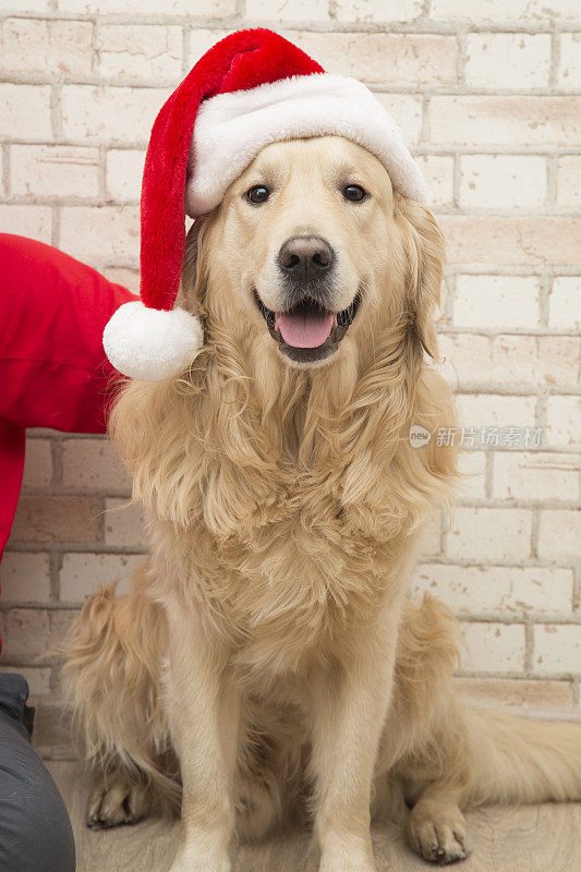 一只狗，一只戴着红色圣诞帽的金毛猎犬。