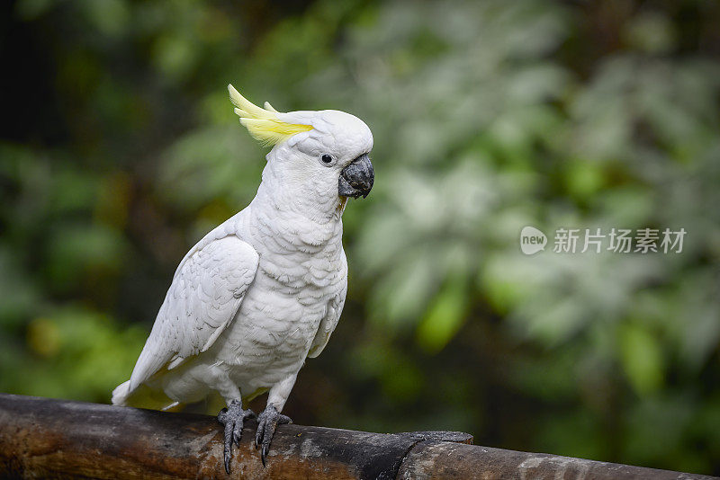 硫葵花凤头鹦鹉