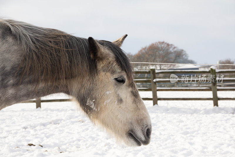 近距离拍摄的美丽的灰马打瞌睡的田野在一个下雪的冬天