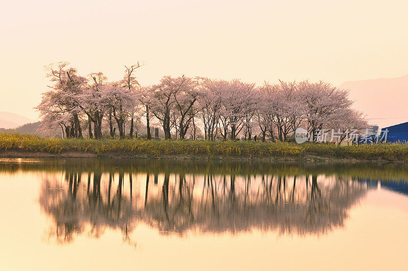 樱花倒映在湖面上