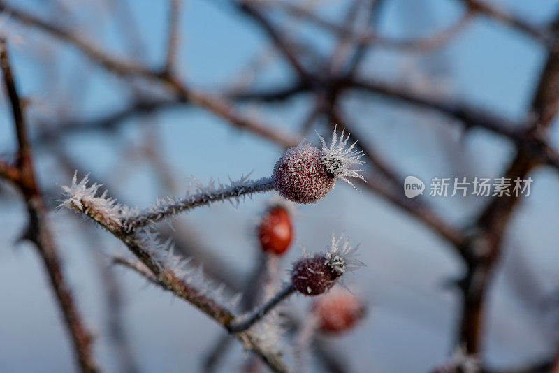 森林蔷薇果在冬季