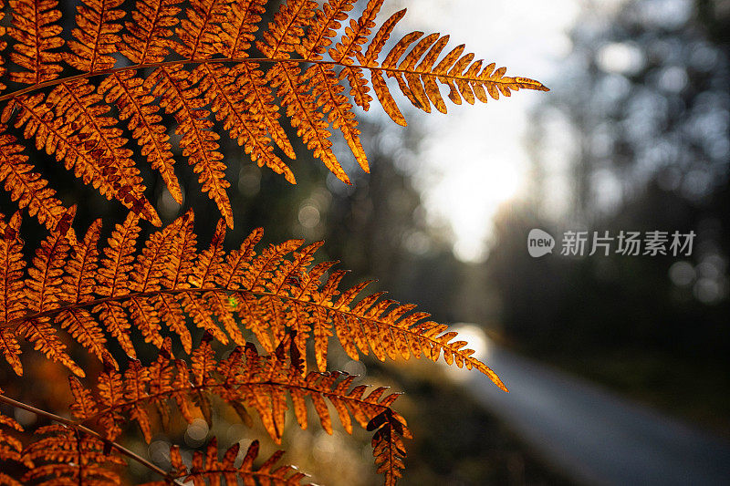 森林生态系统:户外的森林和蕨类植物在秋季落叶