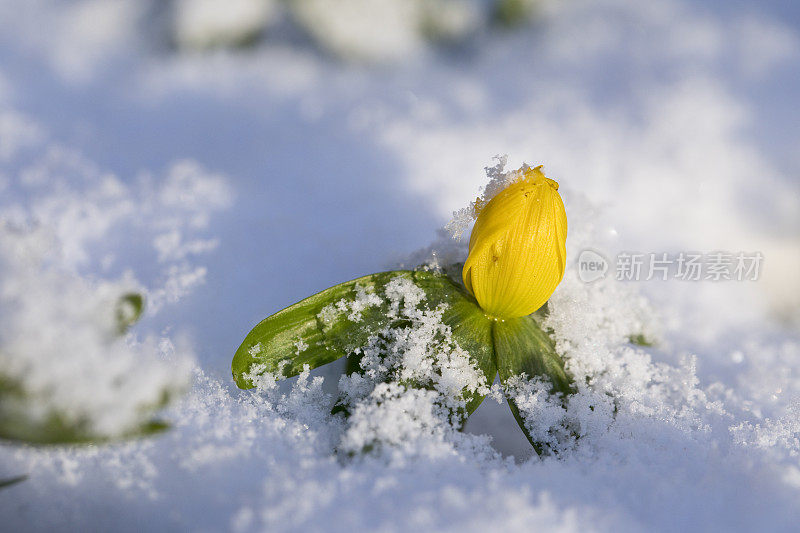 冬附子在花在花园里的雪