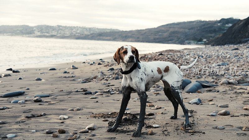 海滩上的英国猎狗，腿很脏
