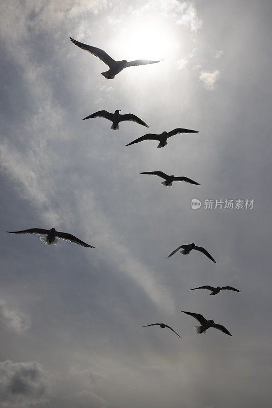 海鸥在天空