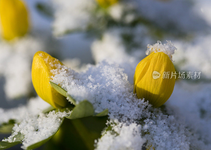 冬季冰冻植物特写