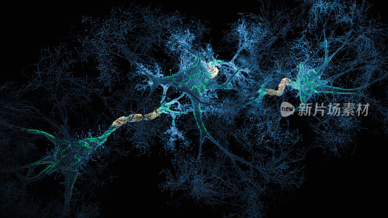 神经元系统全息图