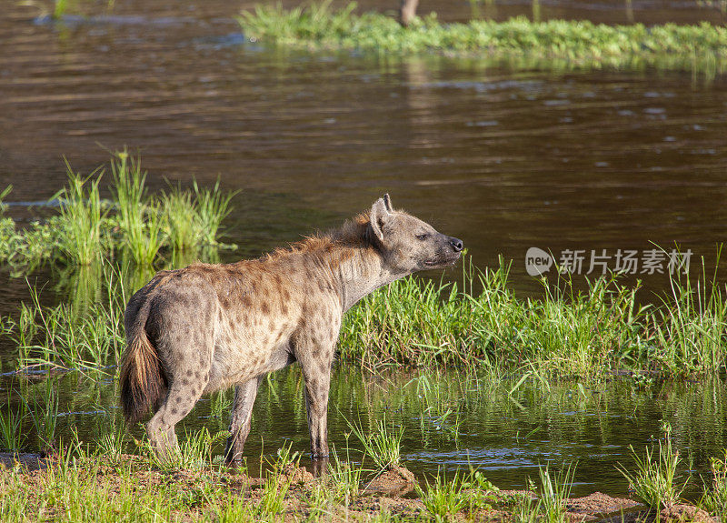 水坑里的鬣狗