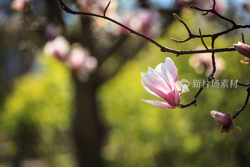 盛开的玉兰树――春花在园林中的精挑细选