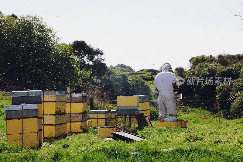 商业养蜂人在春天用蜂箱工作