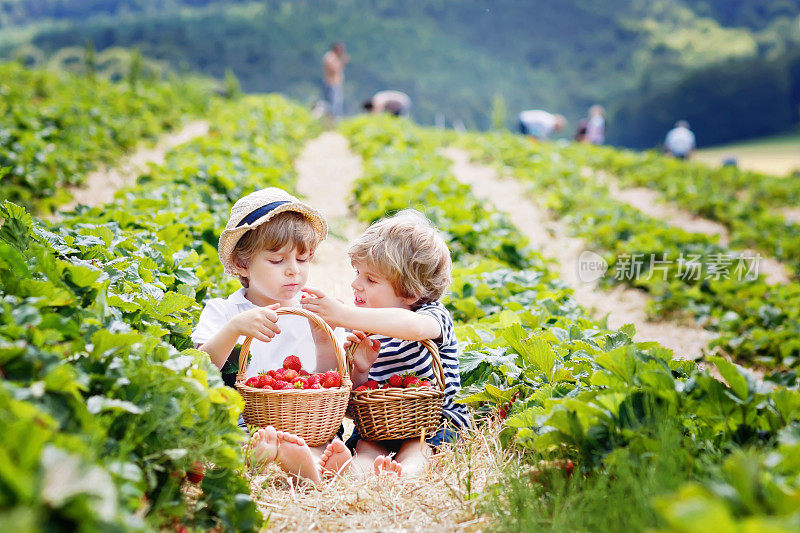 夏天草莓农场的两个小男孩