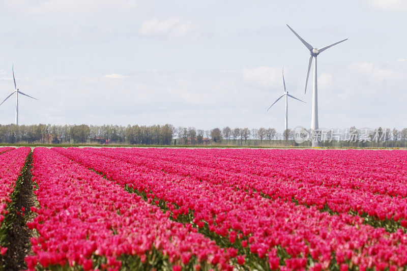 郁金香田在Noordoostpolder(荷兰)与风力涡轮机