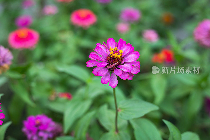 泰国的紫百日草花