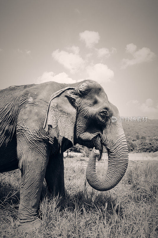 泰国的大象