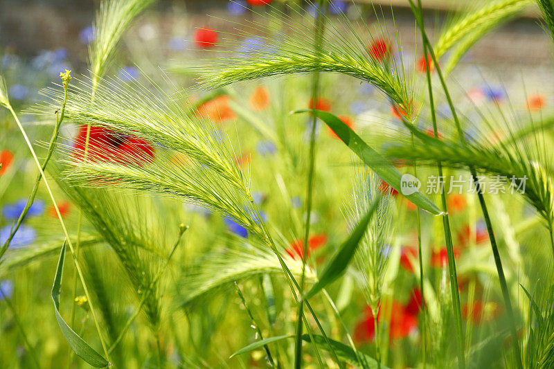 初夏五彩缤纷的草地