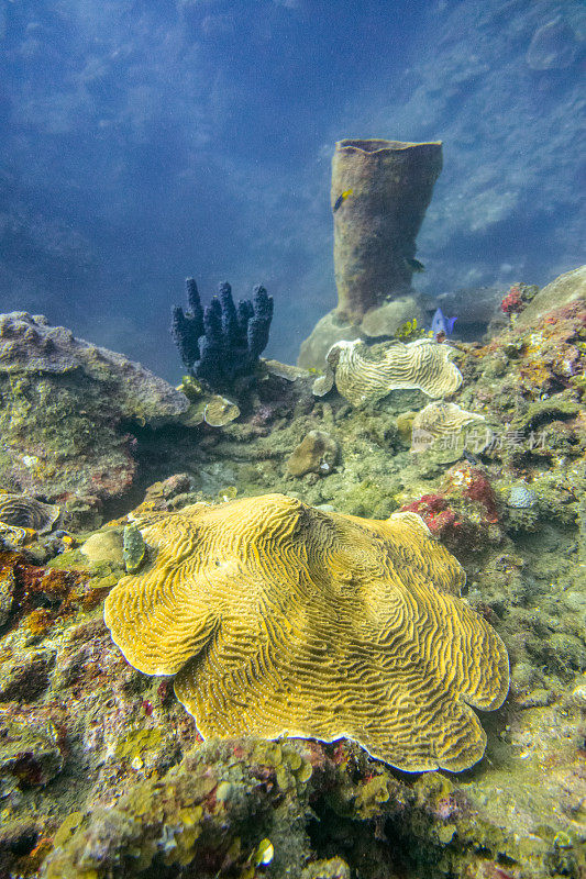 古巴加勒比海水下珊瑚礁