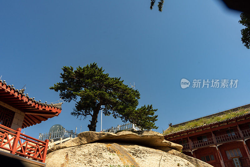 中国的华山，一棵生长在岩石上的松树