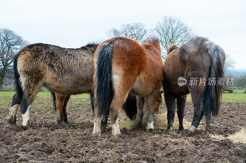 在一个寒冷的冬日，三匹毛茸茸的长毛小马在什罗普郡乡村的泥泞的田野里共享干草。