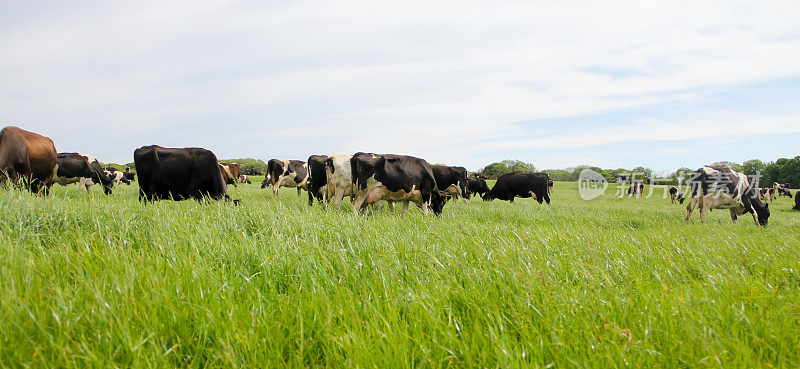 在彭布罗克郡的草地上心满意足地吃草的奶牛，随着集约化养殖和对奶牛、甲烷和全球变暖的担忧的增加，这一景象每年都变得越来越罕见。