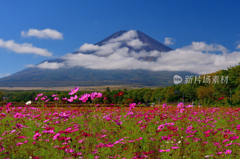 樱花盛开的富士山