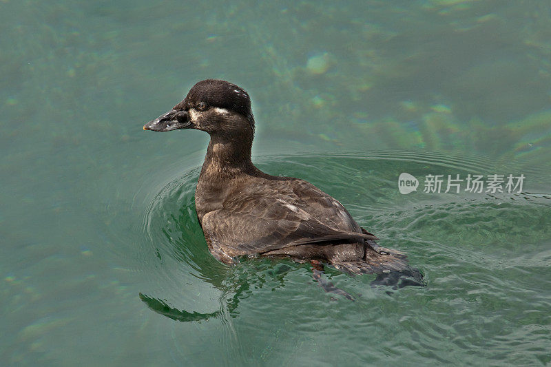 雌性黑凫冲浪