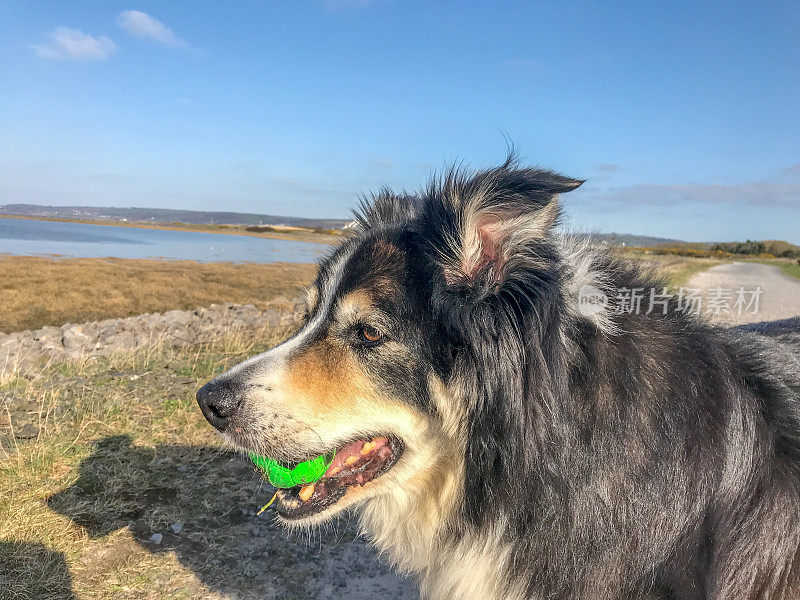 嘴里叼着球的边境牧羊犬