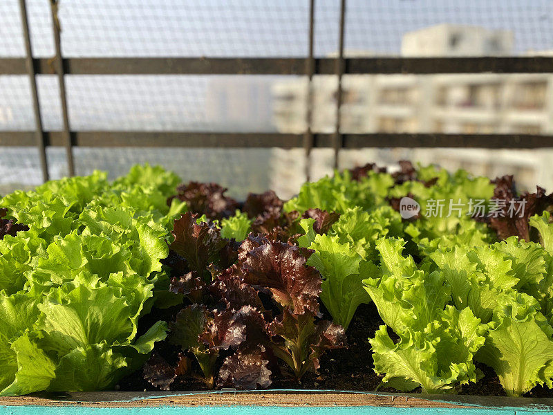 印度加济阿巴德，种植红色和绿色叶子的生菜，住宅阳台设计有鸽子防鸟网，前景突出