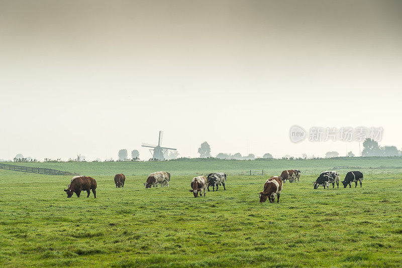 雾蒙蒙的清晨，绿草地上的牛群
