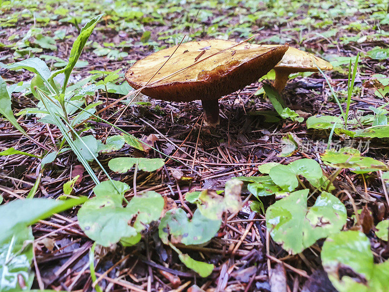 蘑菇牛肝菌