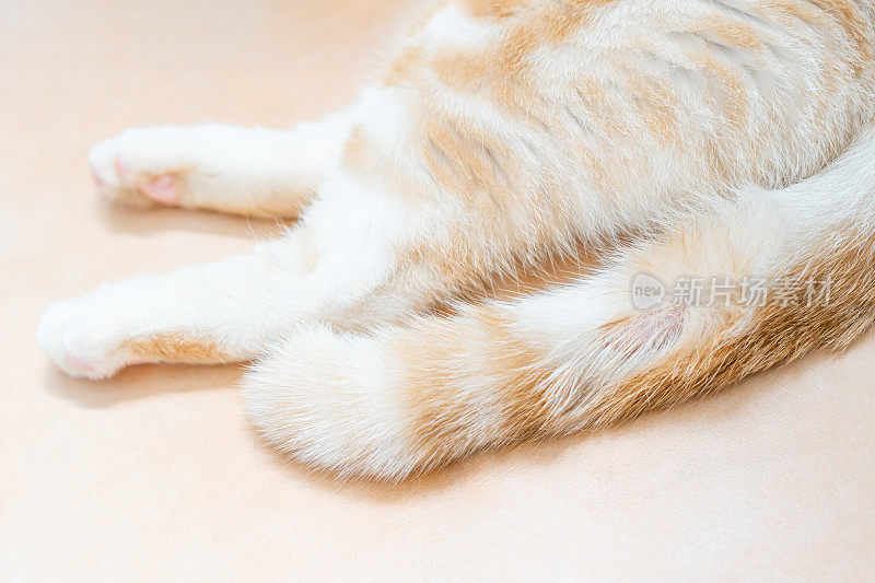猫的尾巴有真菌损伤，猫睡在橙色的瓷砖地板上:猫的健康和清洁