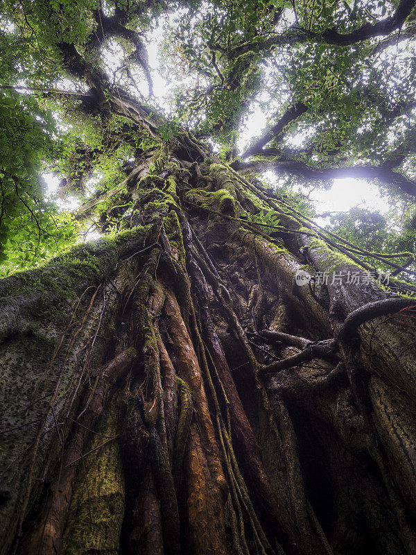 蒙特维达云林生物保护区的冠层树