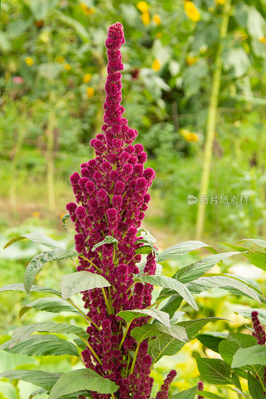 苋菜,苋属植物