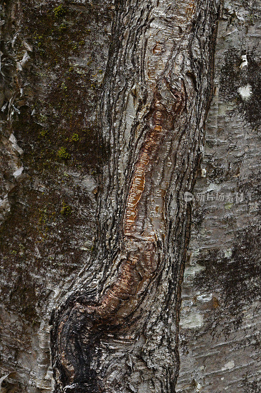 黄桦树树干上的疤痕