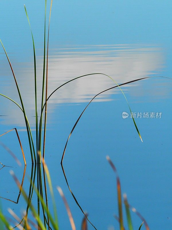 在维埃拉湿地的池塘里，一簇浓密的香蒲和绿色的草