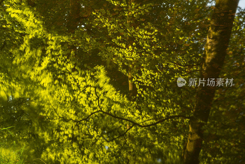 在一个早春的早晨，明亮的绿色森林中的小溪