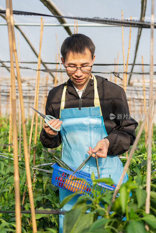 亚洲人在温室里采摘成熟的青椒