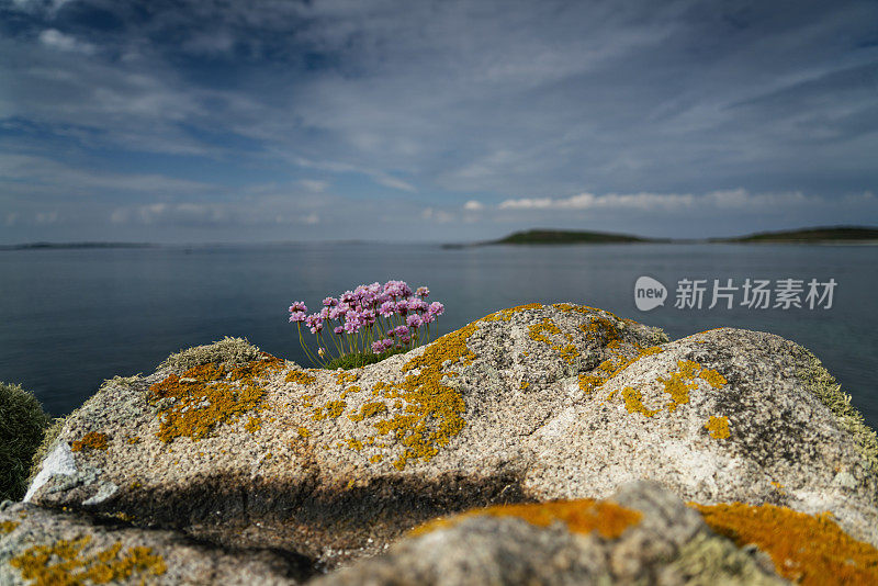 英国锡利岛的石头上生长着鲜花