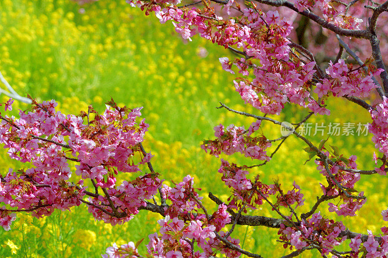 樱花盛开的季节:与背景油菜花川坂品种