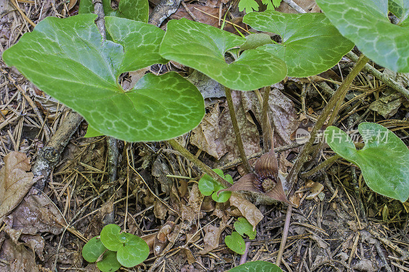 细辛是一种野生姜，俗称哈特威格野姜。位于加州内华达山脉的约塞米蒂国家公园。特有的加州。